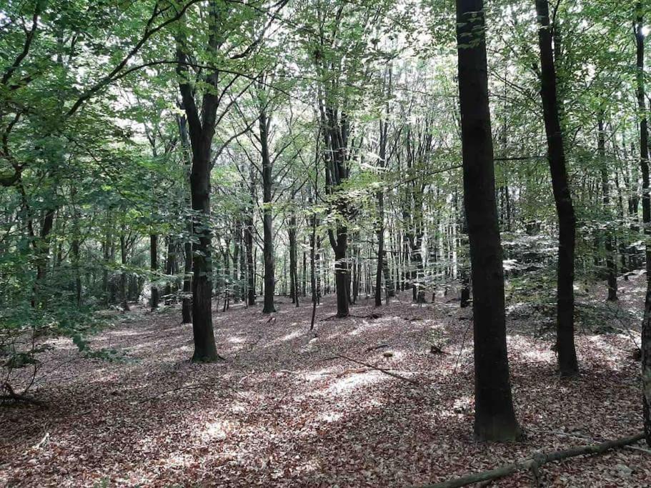 Vakantiehuis Eikzicht Gelegen Aan Het Bos Elsloo  Extérieur photo